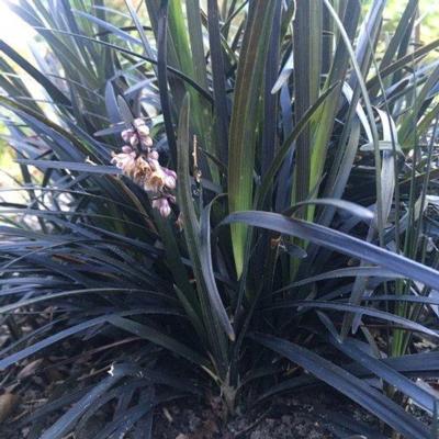 Ophiopogon 'Black Dragon'
